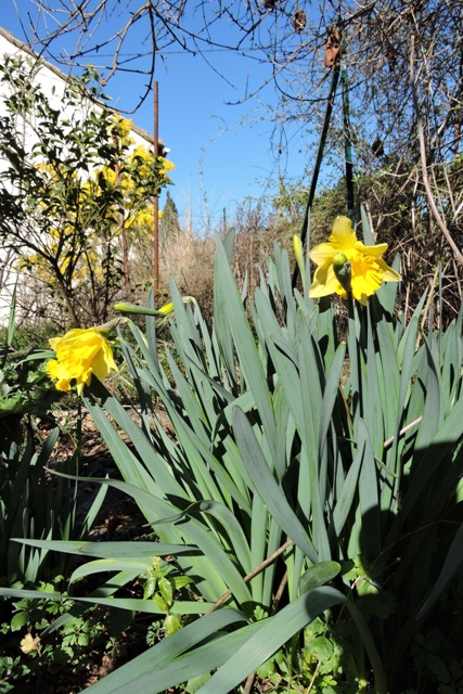 First Daffodil in flower